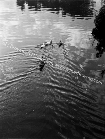 DUCKS IN RIVER